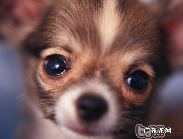 小狗易患的牙齿疾病