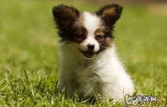 狗缺乏维生素会引起病症