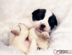 狗狗骨折的急救措施