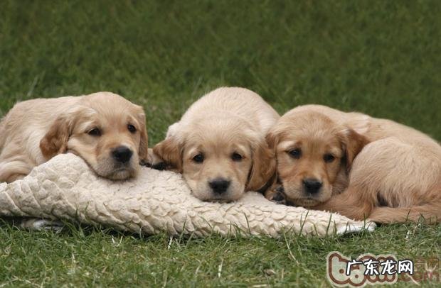 从粪便颜色了解狗狗健康情况