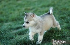 迅速合理祛除狗类裂头蚴