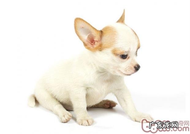 小狗的避孕措施绝育手术方式