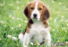 小狗消瘦的原因有什么