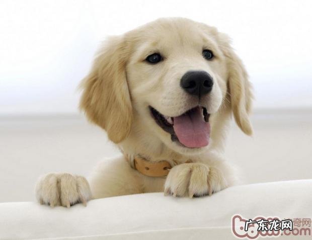 如何预防小狗牙齿疾病