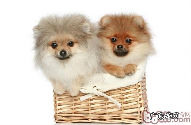 从病症分辨小狗是不是生病