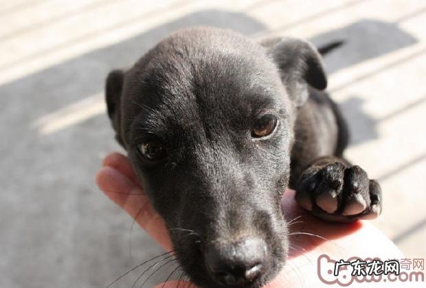 小狗吃冰凉食材的伤害