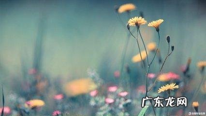 赞美风景优美的句子 【抖音文案】一句简短的风景优美句子