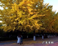 形容银杏树的句子怎么写 【抖音文案】看了银杏树的感受怎么写