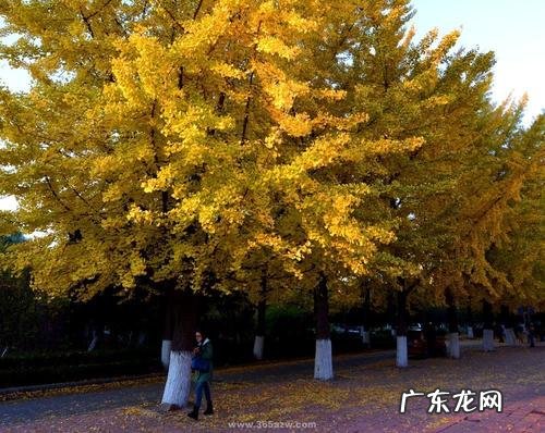 形容银杏树的句子怎么写 【抖音文案】看了银杏树的感受怎么写