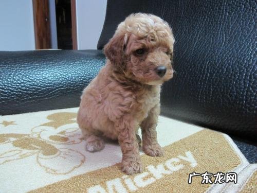 刚买的狗拉肚子是什么原因