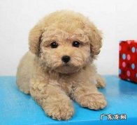 刚买的狗拉肚子是什么原因