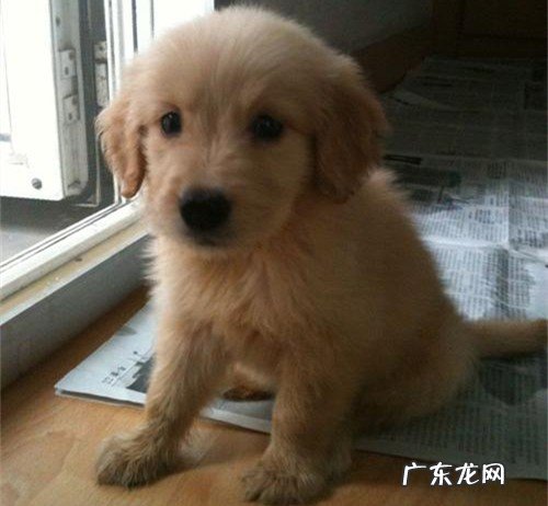 刚买的狗拉肚子是什么原因