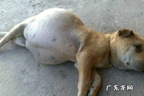 小狗有这四种具体表现,说明人体有很多裂头蚴,请别不清楚