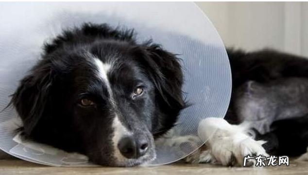 小狗有这四种具体表现,说明人体有很多裂头蚴,请别不清楚