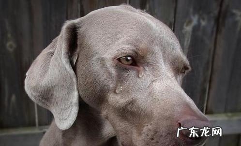 小狗有这四种具体表现,说明人体有很多裂头蚴,请别不清楚