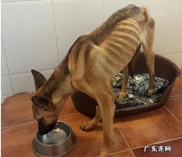 小狗有这四种具体表现,说明人体有很多裂头蚴,请别不清楚