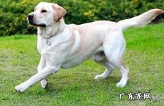 怎样解决装瘸的小狗