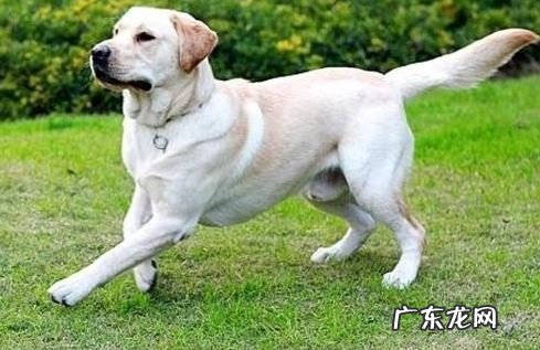 怎样解决装瘸的小狗