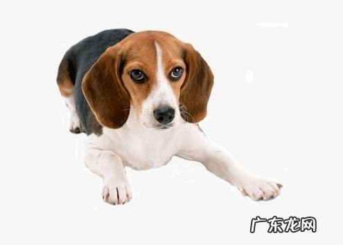 怎样解决装瘸的小狗