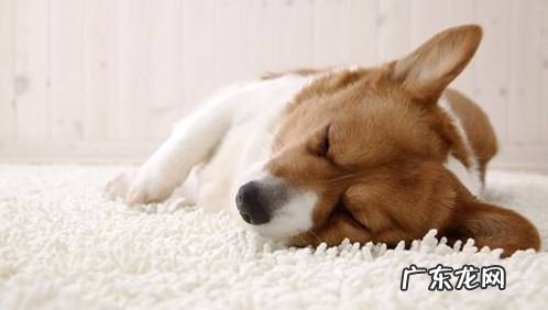 狗狗拉肚子吃蒙脱石散有什么作用