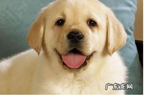 狗狗拉肚子吃蒙脱石散有什么作用