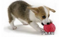 狗狗拉肚子吃蒙脱石散有什么作用