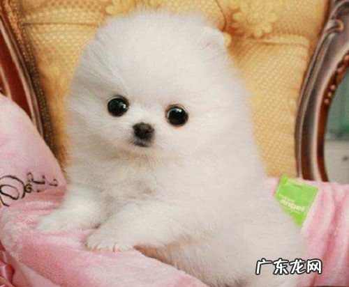 博美犬后面瘸是什么原因