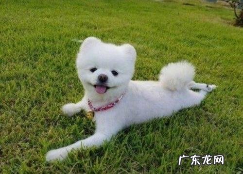 博美犬后面瘸是什么原因