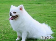 博美犬后面瘸是什么原因