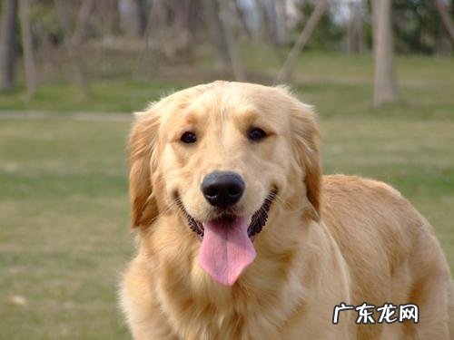 成人金毛狗狗后面突然瘸了应该怎么办