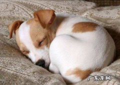 狗醒来有一只脚瘸