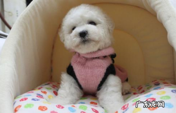 二个月比熊排便软乎乎的