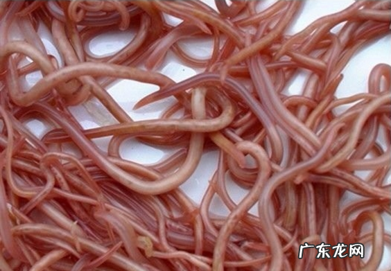 二个月比熊排便软乎乎的