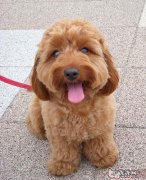 泰迪犬多少情况下能够交配