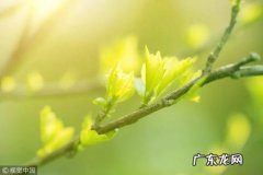 春天踏青的句子简短 【抖音文案】春天踏青的句子