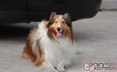 英国德牧犬中暑症状