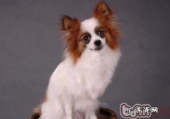 蝴蝶犬交配要注意什么