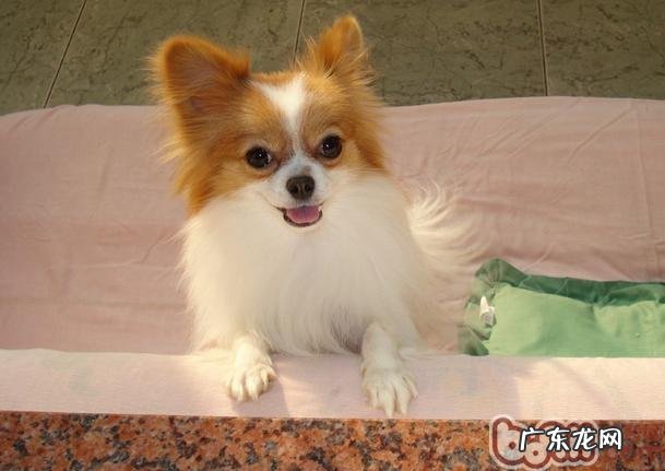 蝴蝶犬假怀孕有哪些症状主要表现