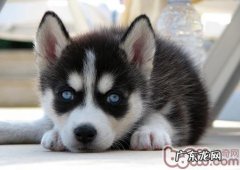 金毛有异味应该怎么办