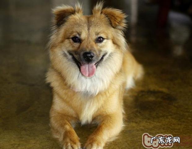 恰当的免疫系统程序流程和除虫程序流程