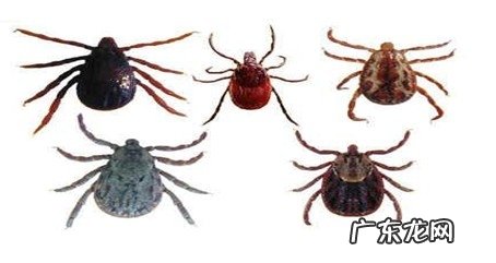 春夏季,小宠物商品大防治之裂头蚴