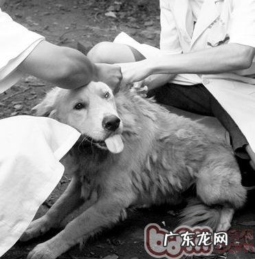 狂犬病毒的了解及常见问题