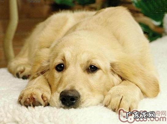 犬的分离焦虑症的缘故及医治