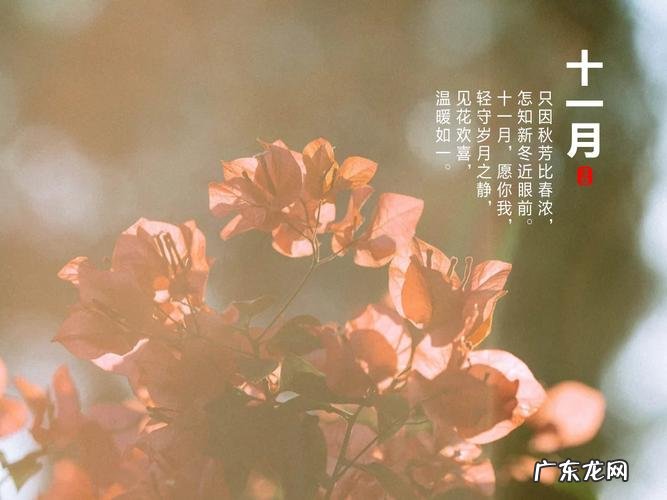 形容十一月的句子唯美短句 【抖音文案】十一月唯美短句