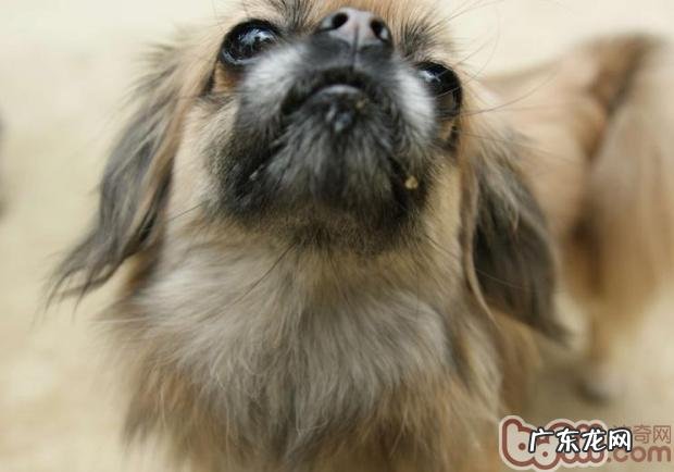 夏天严防小宠物中署