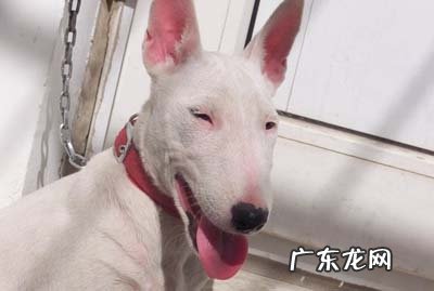 给牛头梗绝育手术怎么样呢