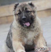 高加索犬钙的缺失有什么主要表现和伤害