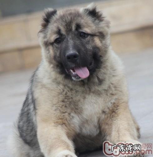 高加索犬钙的缺失有什么主要表现和伤害