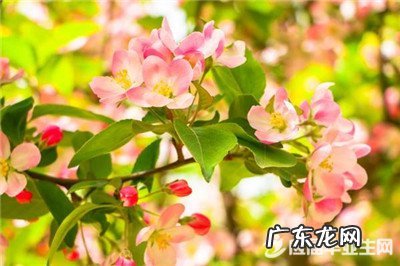 描写春天风景的优美句子200字 【抖音文案】描写春天风景的优美句子