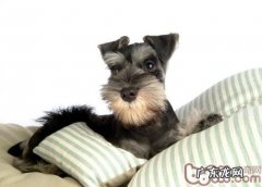 雪纳瑞的产后调理专业知识